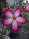 My Adenium flower is blooming