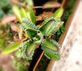 The special green plant with cute small leaf