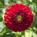 Red Ball Dahlia