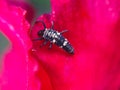 Ladybug Larvae standing at the Flower