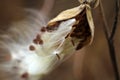 Milkweed Pod Blowing in the Wind Royalty Free Stock Photo