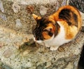 Cute and lonely kitten resting on the mountain track