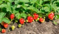 I garden ripe strawberry bushes in the countryside