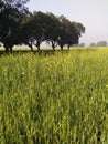 The mango trees and wheat crop.