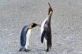 King penguins communicate by touching on body at beach in South Georgia, Antarctica