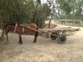 Horse Carts