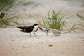 Black Skimmer feeding it`s young on Wrightsville Beach