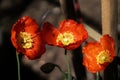 A poppy morning visit