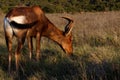 I have a Fly Tail Red Harte-beest - Alcelaphus buselaphus caama