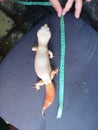 I have Gecko the size 30cm Royalty Free Stock Photo