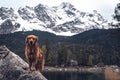 Dog in front of the Zugspitze