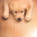 I haz a sad. an adorable golden retriever puppy lying on a wooden floor. Royalty Free Stock Photo