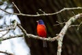 Painted Bunting Ft. Fisher Coastal North Carolina