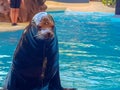 I Image taken Sea Lions Show. Sea Lions jumping in the pool water