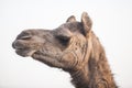 I am indian camel Royalty Free Stock Photo