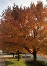 beautiful fall colors lining the street Royalty Free Stock Photo