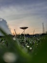 i like to see the mushroom view while there is still dew