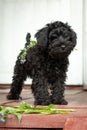 Black miniature schnauzer puppy on red steps with forget-me-not flowers on the back outdoors in the country Royalty Free Stock Photo