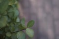 I looked down through the green leaves and saw the red ground