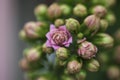 I looked down and saw a beautiful and lovely blooming succulent plant