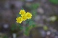 I looked down and saw four beautiful and lovely yellow flowers