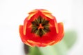 I looked down and saw the stamens of a beautiful red tulip flower