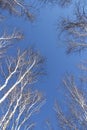 I looked up and saw the blue sky and the birch forest