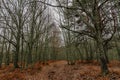 Hall of trees, carpet of dry leaves