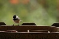 Un amour de mÃÂ©sange / I love chickadee