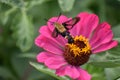 Moth in flight from a zinnia flower that`s missing peddles