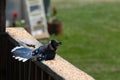 Blue jay sitting on the railing to my deck with his tail feathers all fanned out trying to beat the heat Royalty Free Stock Photo
