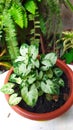 I love Miniature green plants