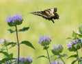 Beautiful butterfly soaring above wild flowers in a meadow