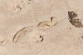 I love this picture of a knobbed whelk egg case sitting here in the sand at the beach. This beach was at Cape May New Jersey. Royalty Free Stock Photo