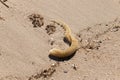 I love this picture of a knobbed whelk egg case sitting here in the sand at the beach. This beach was at Cape May New Jersey. Royalty Free Stock Photo