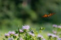 Beautiful monarch butterfly soaring above flowers in a meadow