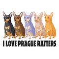 I love prague ratters Royalty Free Stock Photo