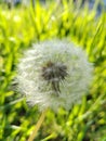 Dandelion, light and airy.