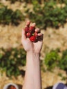 I love strawberries more than any other berries Royalty Free Stock Photo