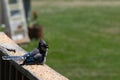 Blue jay trying to cool off on the railing of my deck
