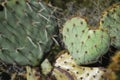 I love you cactus Royalty Free Stock Photo