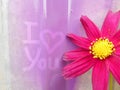 I Love You Graffiti With Heart On Abstract Purple Background With Flower