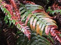 Fire Fern Royalty Free Stock Photo