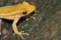 I`m so excited to have caught this frog. ,Indian road side area .