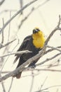 A Juvenile Yellow-Headed Blackbird in a bush.