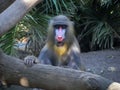 Mandrill with Blue and Red Snout Looking Straight Ahead