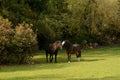 `I`m sorry`  Horses nuzzling each other after a fight Royalty Free Stock Photo