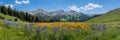 Mountainous Landscape with Flower Field