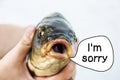 I`m sorry. river fish carp close head, eyes, mouth says