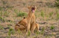 I`m still very tired - South Luangwa NP Zambia